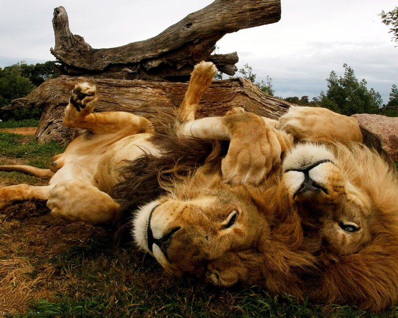 Lions resting on their backs