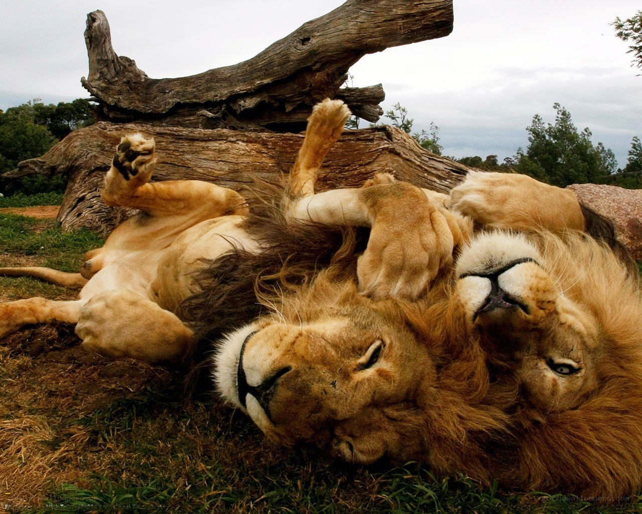Lions resting on their backs