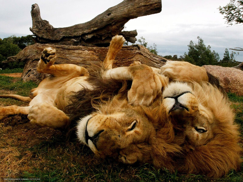 Lions resting on their backs