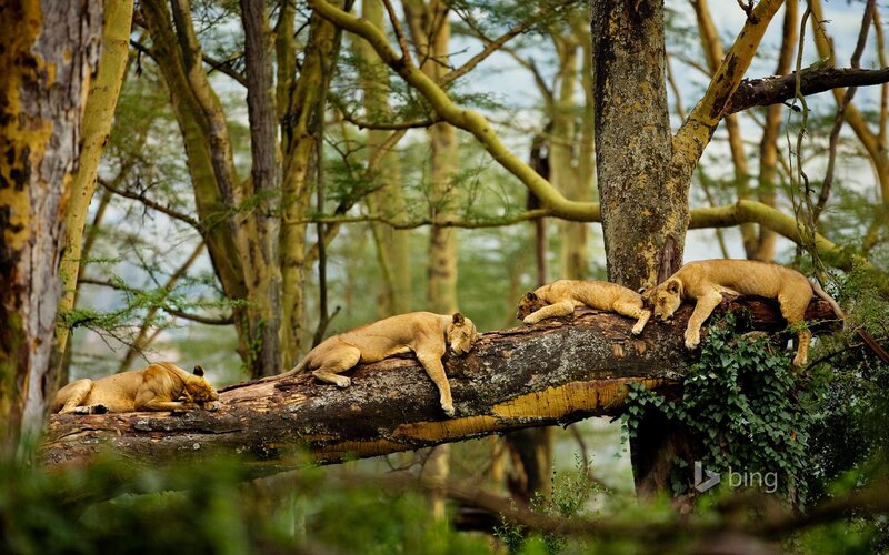 Lions Resting on Tree