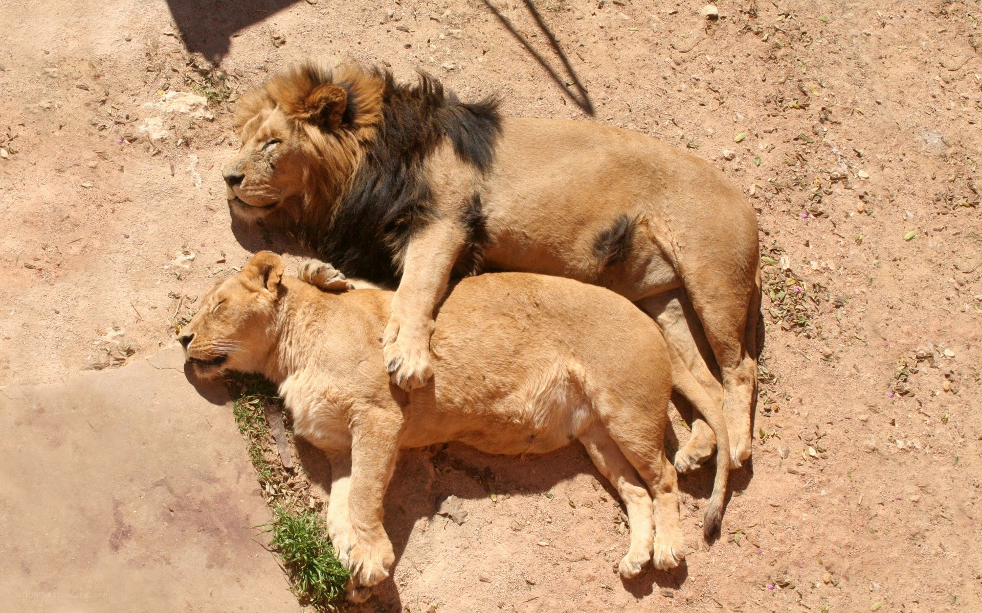 Lions resting together