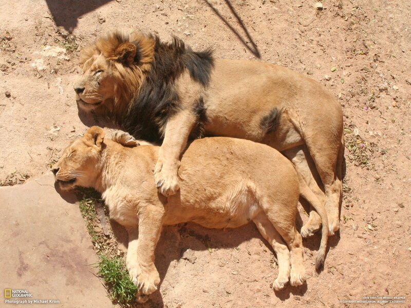 Lions resting together