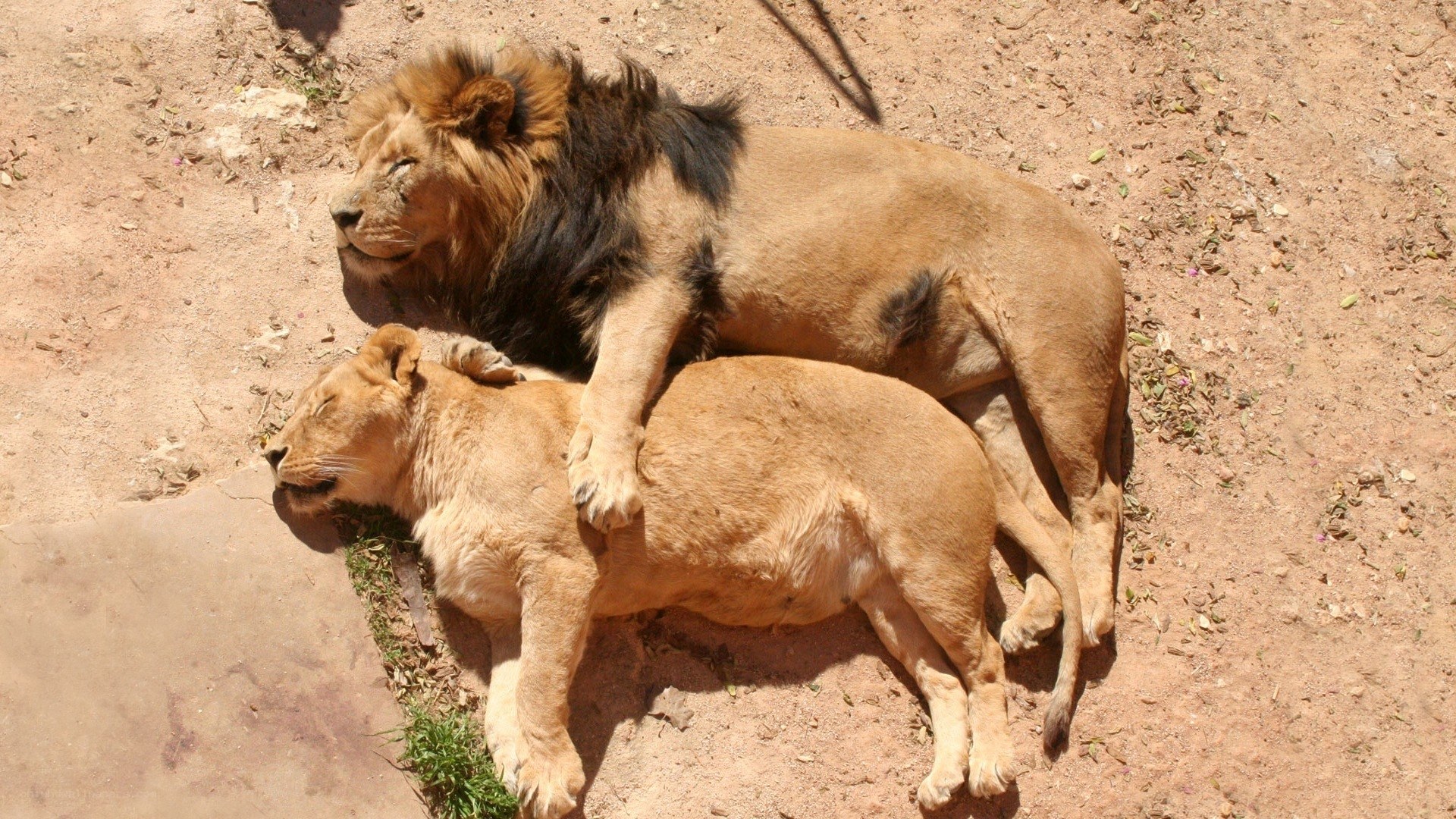 Lions resting together