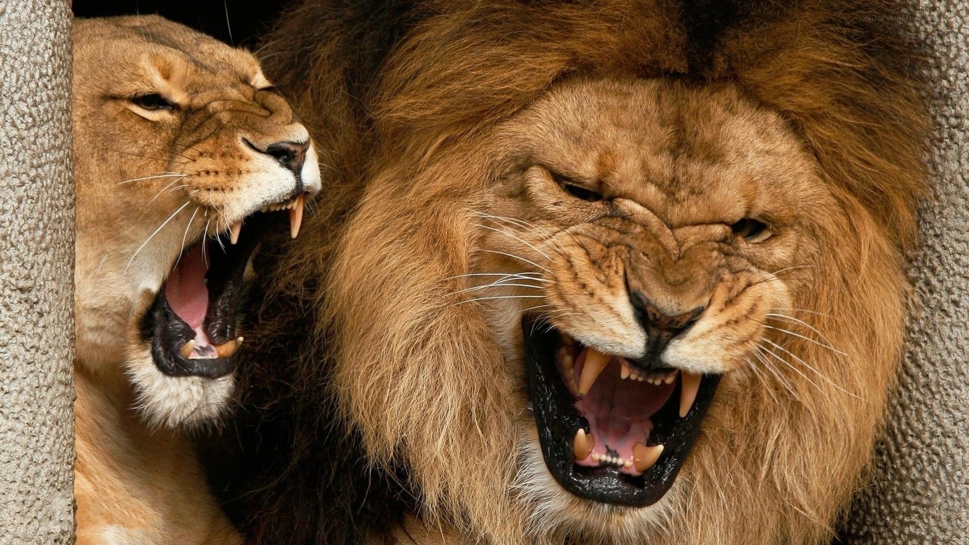 Lions roaring in enclosure