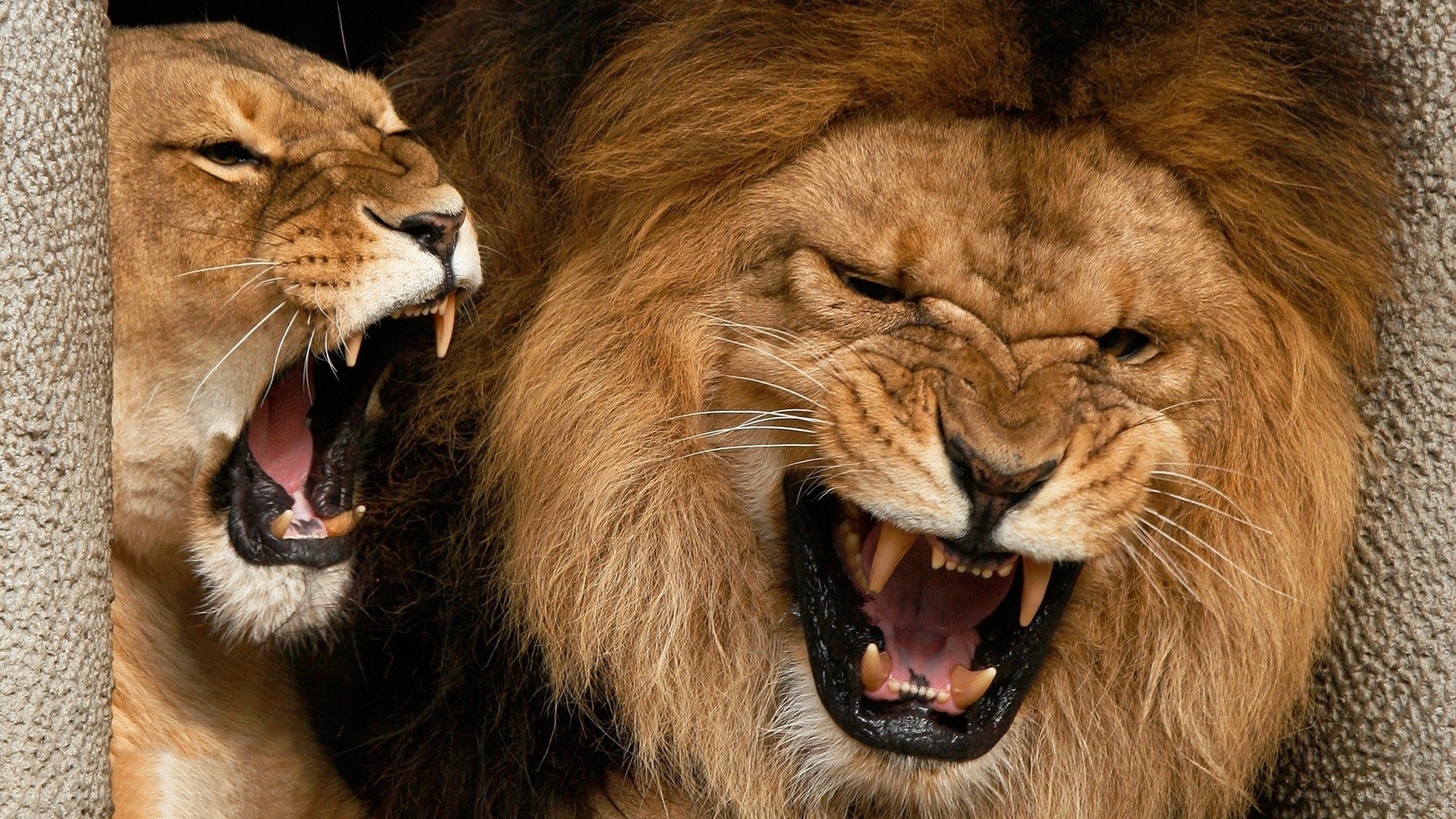 Lions roaring in enclosure