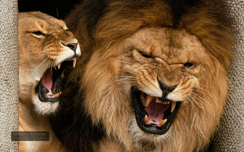 Lions roaring in enclosure