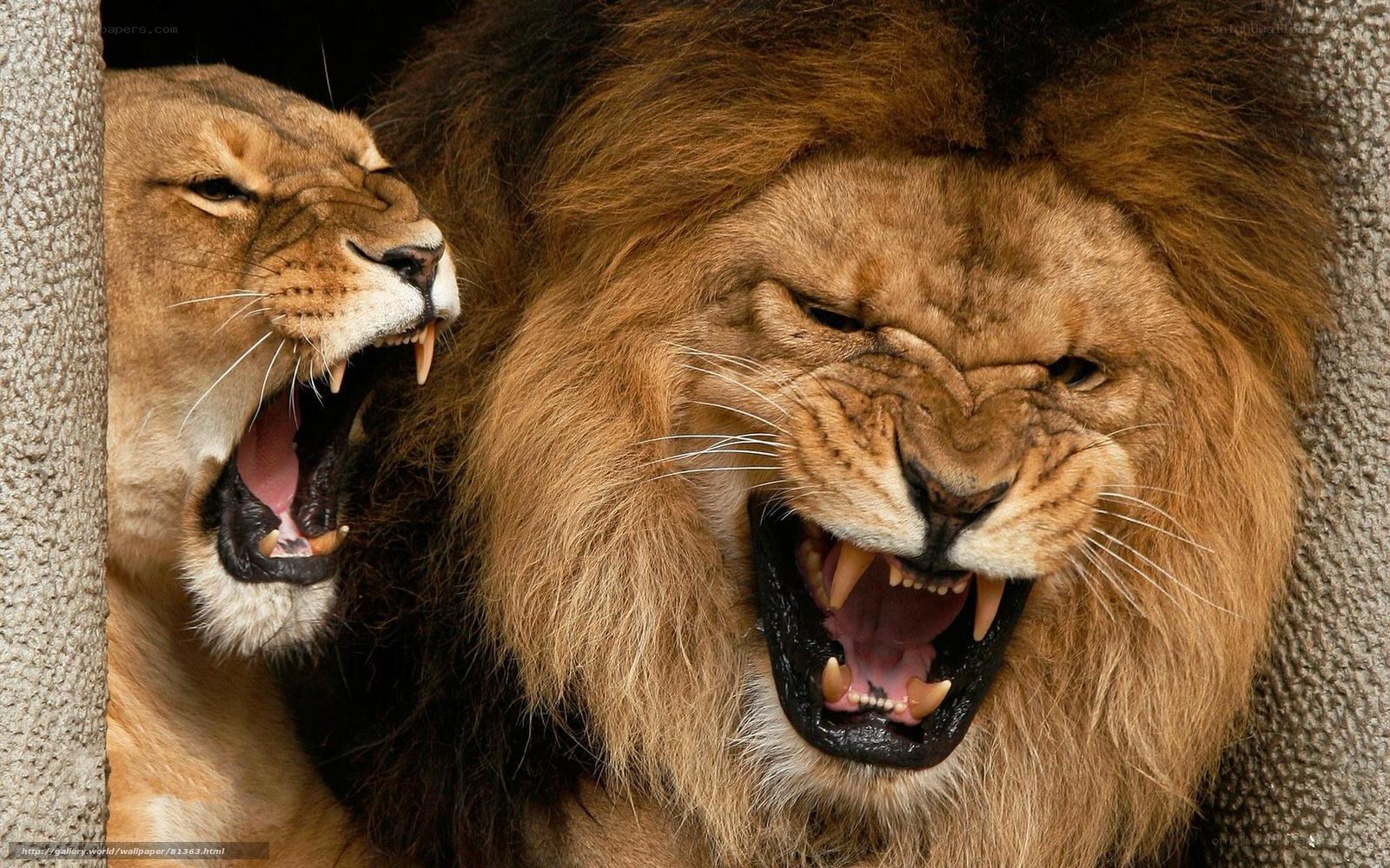 Lions roaring in enclosure
