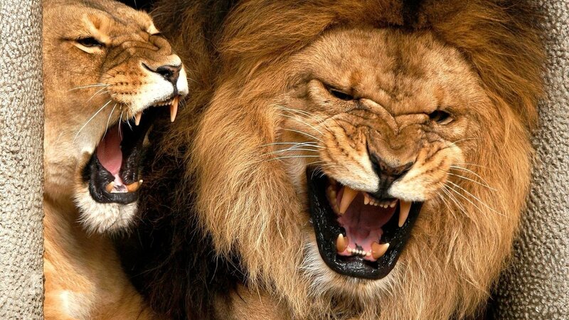 Lions roaring together