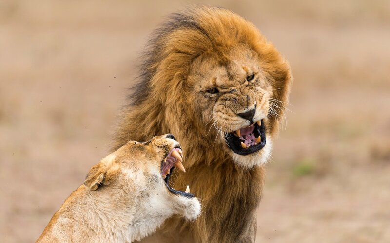 Lions roaring together