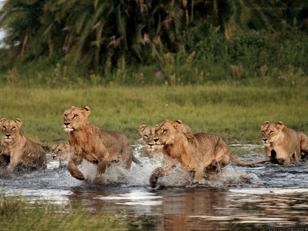 Lions running through water