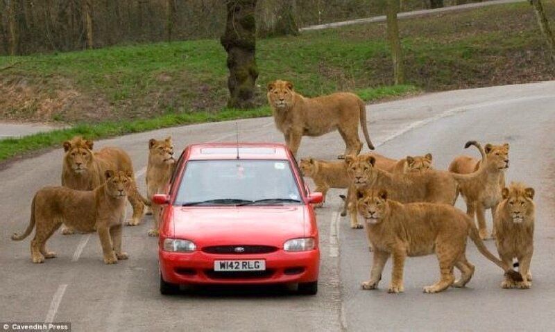 Lions surround red car