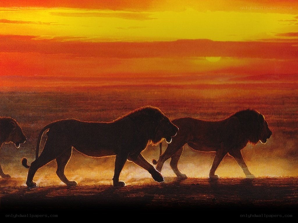 lions walking at sunset