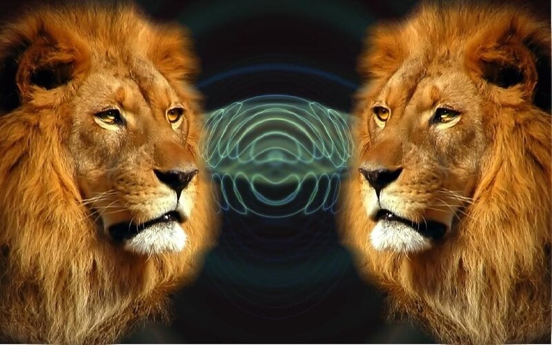 Lions with energy waves