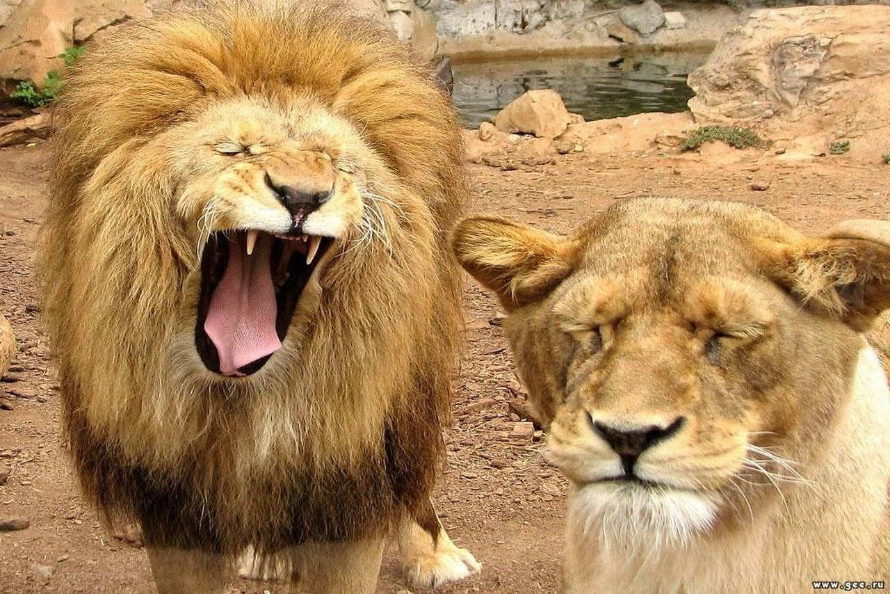 Lions yawning in enclosure