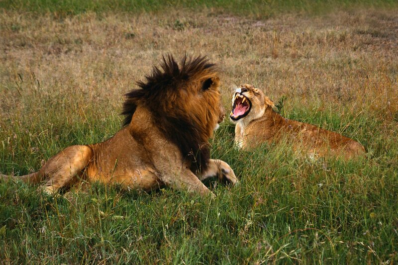 Lions yawning in grass