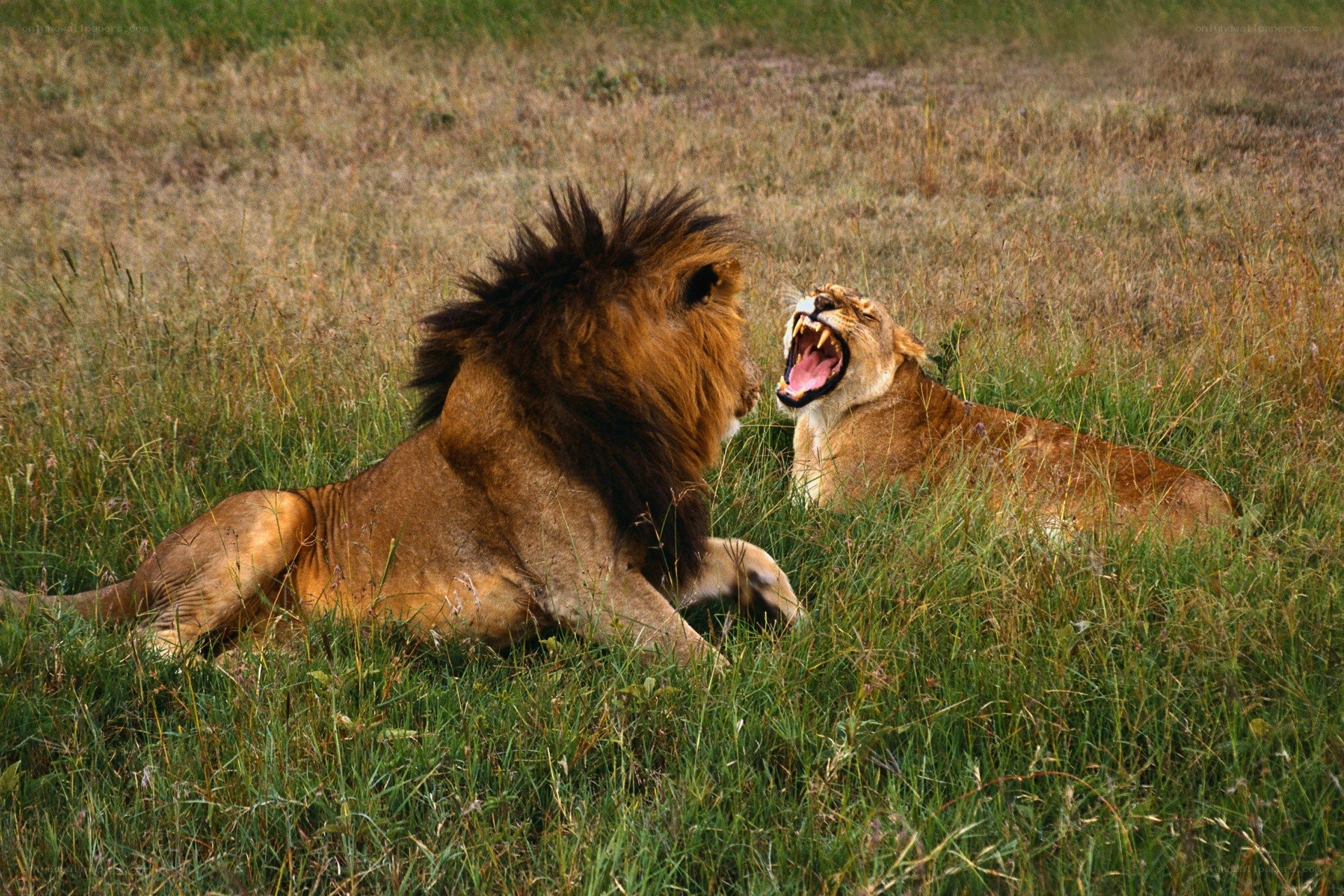 Lions yawning in grass