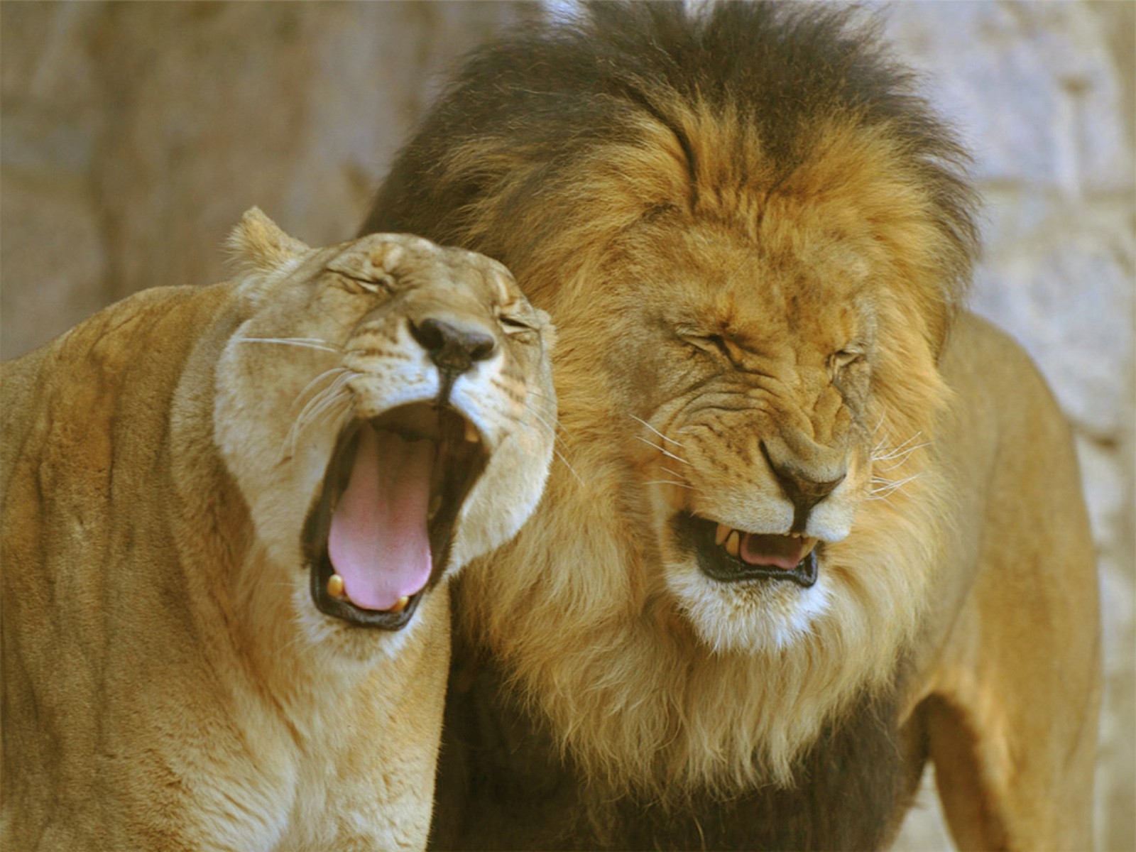 Lions yawning together