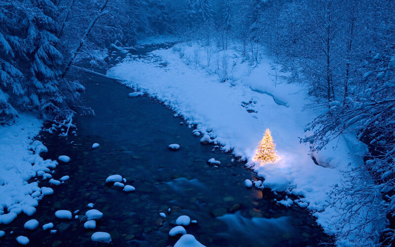 Lit Christmas Tree — Blue, Serene, Night, Photograph