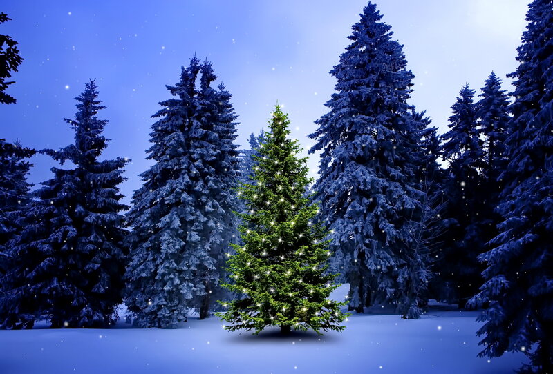 Lit Christmas Tree in Forest