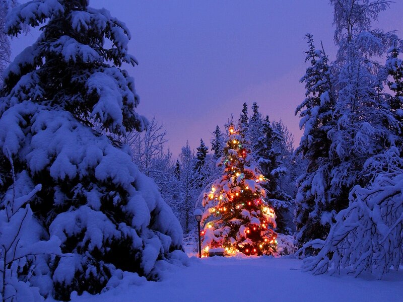 Lit Christmas Tree in Snow — Blue, Serene, Night