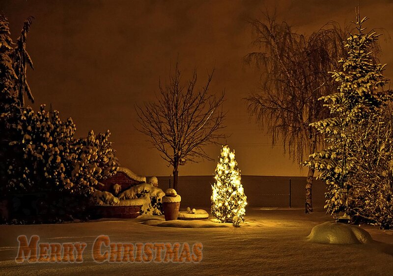 Lit Christmas Tree in Snow — Brown