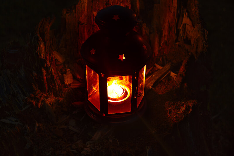 Lit Lantern in Forest