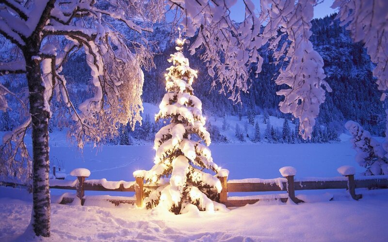 Lit Tree in Snow