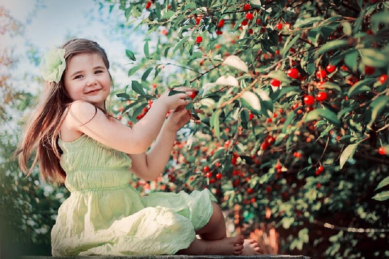 Little Girl Picking Cherries