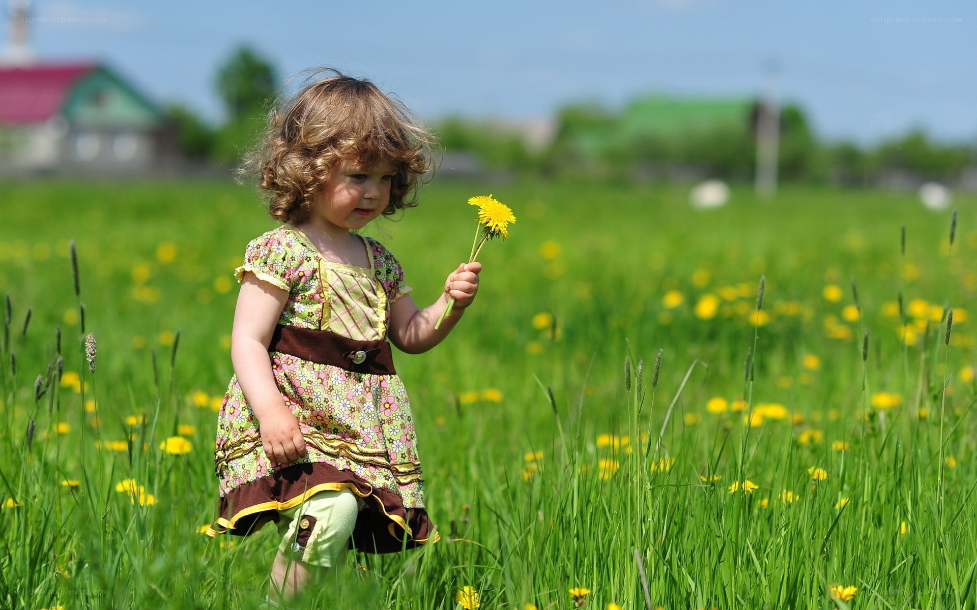 Little girl with dandelion in field