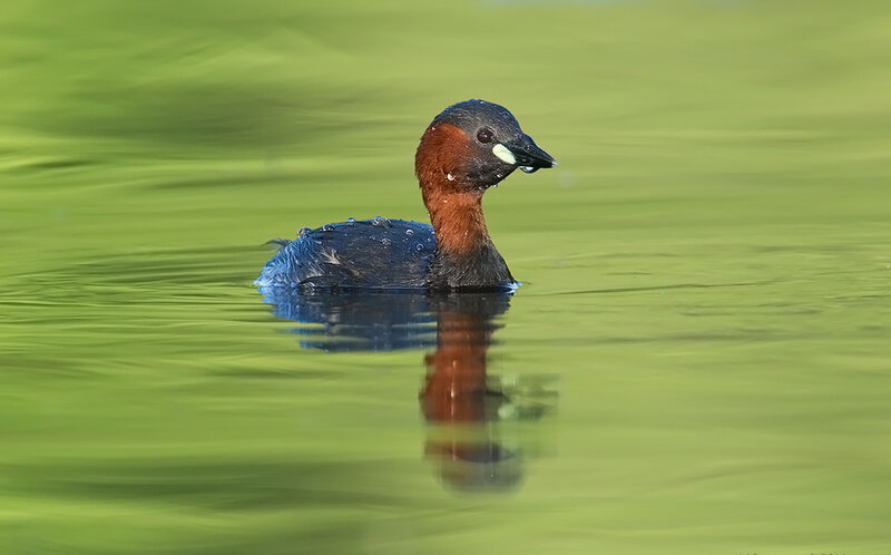 Little Grebe on Water