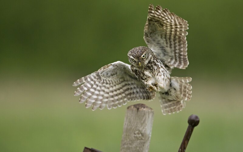 Little Owl in Flight — Brown