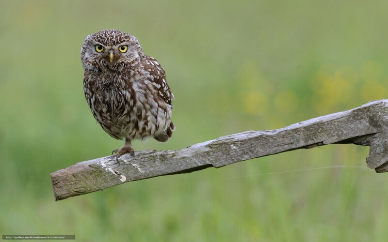 Little Owl on a Branch — Brown, Calm