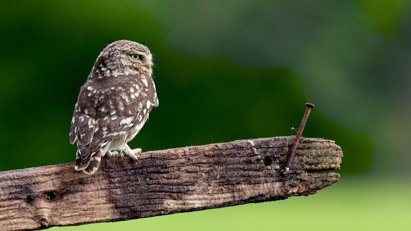 Little Owl on a Branch — Brown