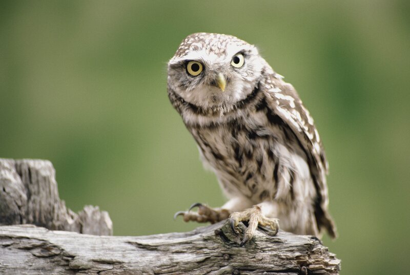 Little Owl on a Branch