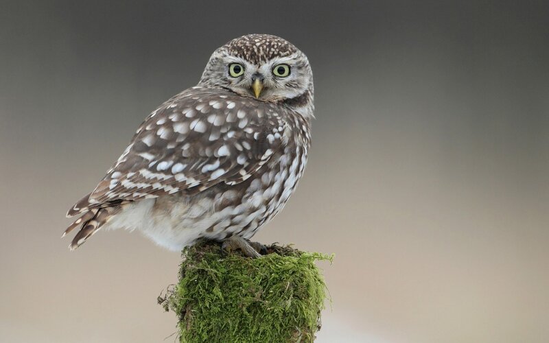 Little owl on a mossy post