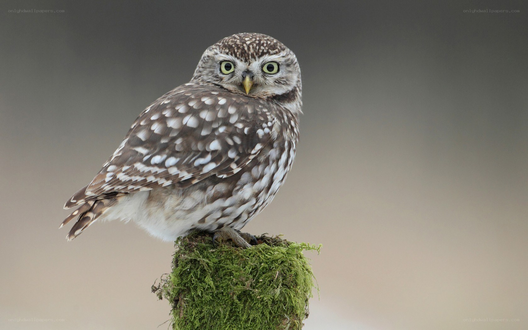 Little owl on a mossy post