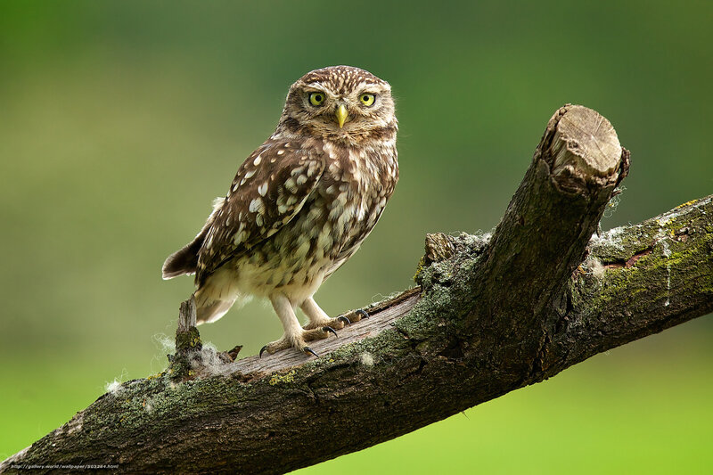 Little Owl on Branch — Brown, Alert