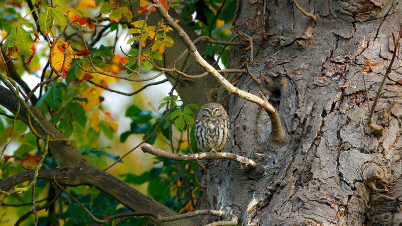 Little Owl on Branch — Brown, Calm, Autumn