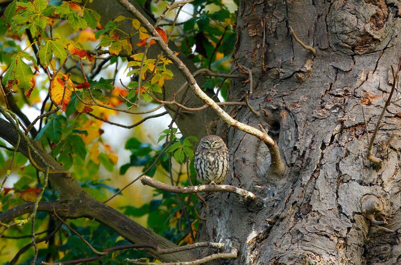 Little Owl on Branch — Brown, Calm