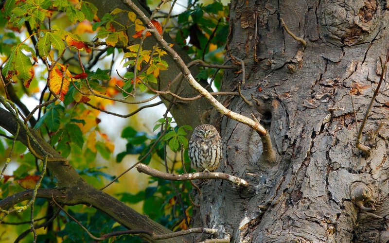 Little Owl on Branch