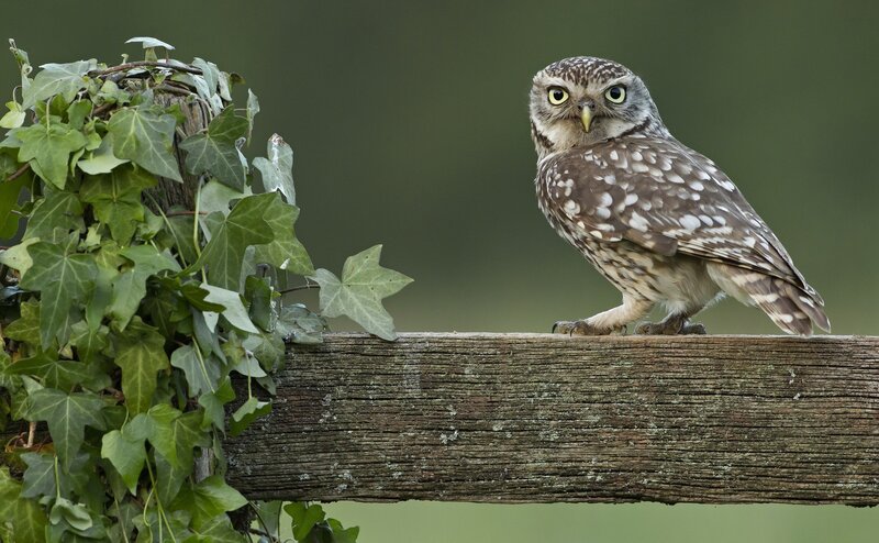 Little Owl on Fence — Brown