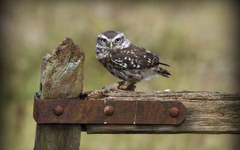 Little Owl on Fence