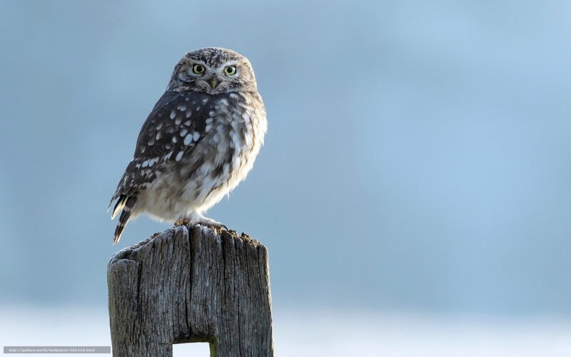 Little Owl on Post — Blue