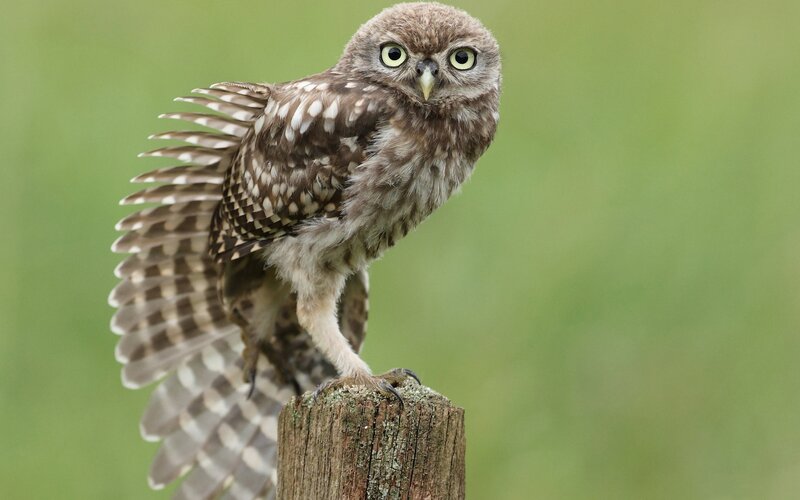 Little Owl on Post — Brown, Alert, Afternoon