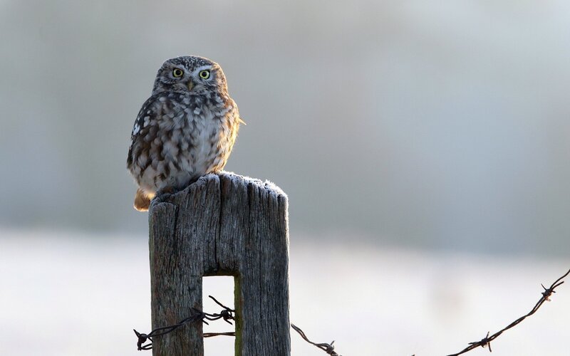 Little Owl on Post — Brown, Calm