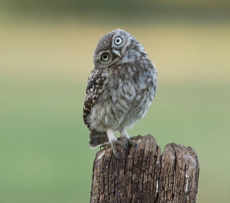 Little Owl on Post — Brown, Curious
