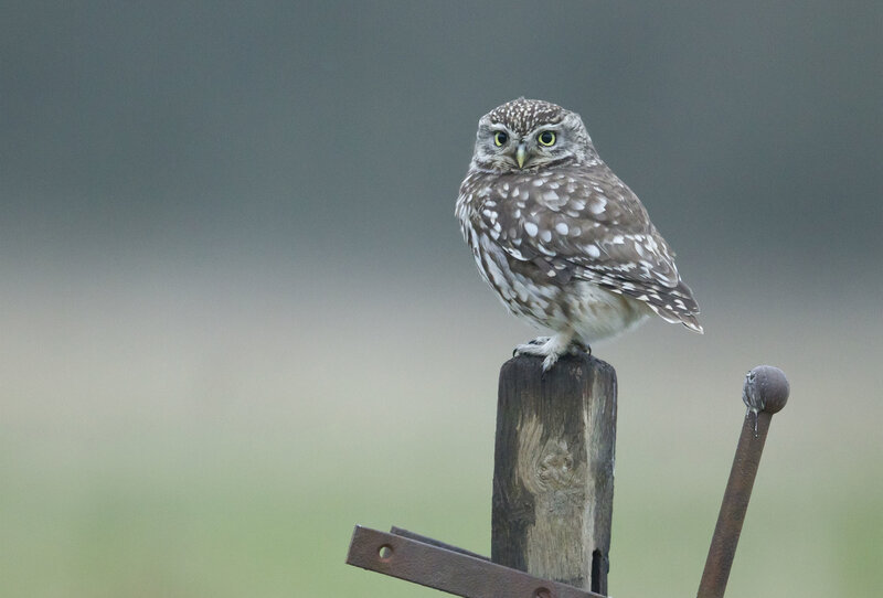 Little Owl on Post — Brown