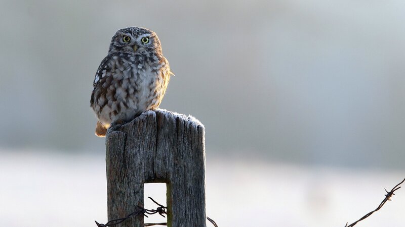 Little Owl on Post