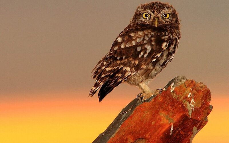 Little Owl on Rock