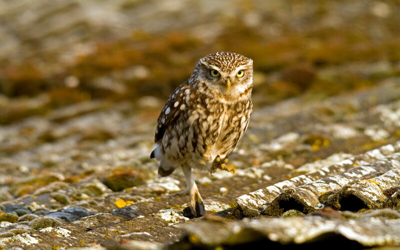 Little Owl on Roof